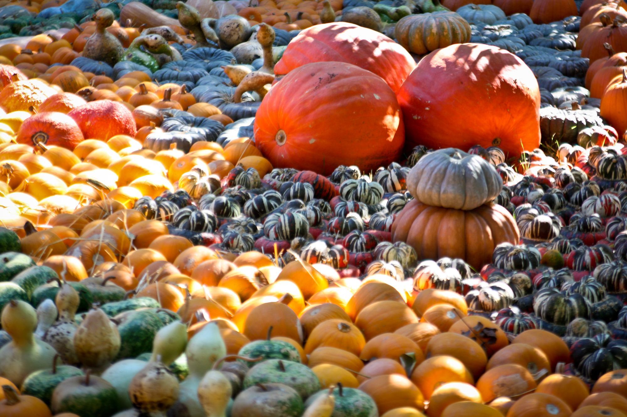 Get out there: pumpkin patches, corn mazes, and haunted houses